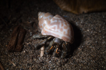 hermit crab on the sand