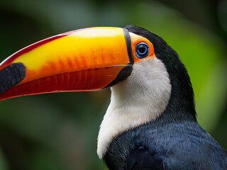 Close-up of a majestic Tucan's white and black head and its orange beacon