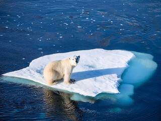 Large white polar bear on an ice floe in arctic landscape © Alexander Reitter