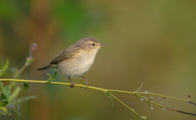 Common chiffchaff -  in autumn at a wet forest 