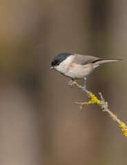 Fototapeta premium The marsh tit - at a wet forest in autumn