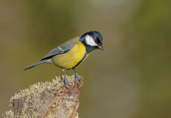 Obraz premium Great tit in autumn at a wet forest