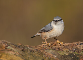 Eurasian nuthatch - in autumn at a wet forest