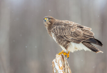 Common Buzzard in winter at a wet forest
