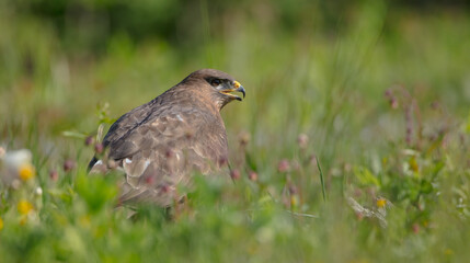 Common Buzzard in spring at a wet forest