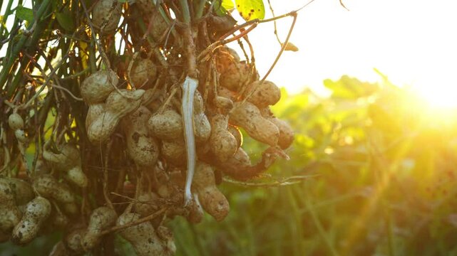  A farmer holding freshly harvested peanuts with roots in a field. The background features green peanut plants under a sunset, showcasing agricultural activity.