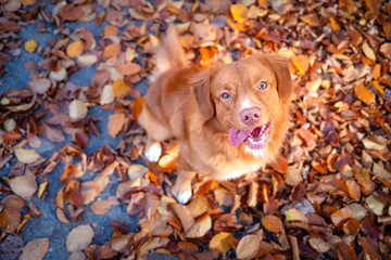 Pies toller w liściach jesienią © Rafal Kot