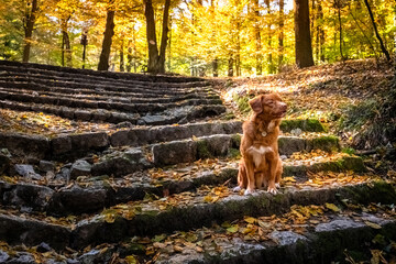 Pies toller na schodach w lesie © Rafal Kot