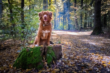 Pies toller na pieńku w lesie © Rafal Kot