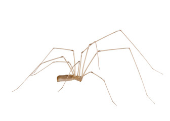 Cosmopolitan cellar spider isolated on white background, Pholcus phalangioides