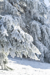 Snow covered trees. Winter forest