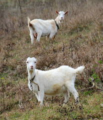 Obraz premium A rural domestic goat on a pasture