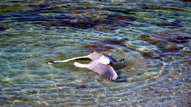 Seagulls Fighting: Dramatic Bird Conflict on the Coast