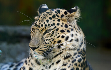 Portrait of an adult leopard, the animal looks away