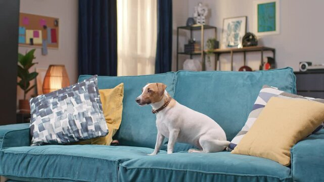 Man's best friend. Jack russell terrier laying on cozy blue couch close up portrait. Curious interested cute small fuzzy fluffy dog looking into camera. Concept of happiness with lovely pet.