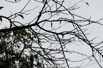 Autumn Concept , Leafless Tree