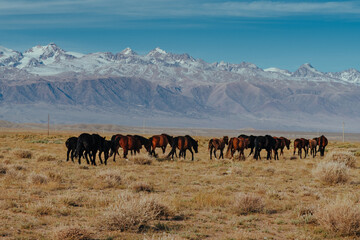 Horses grazing in the mountains in autumn