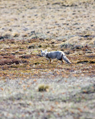 Lycalopex griseus - Patagonia
