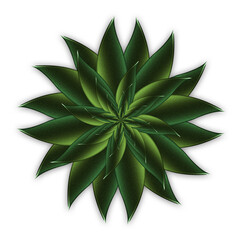 Illustration of a green succulent isolated on a white background.