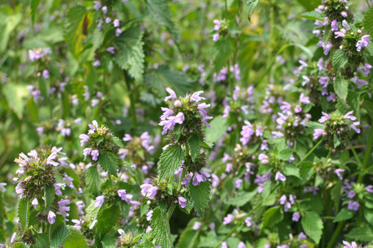 Ballota Nigra grows in nature