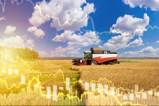 Agricultural business. Investment charts near combine. Special equipment for harvesting. Charts of falling prices for wheat. Decrease in investment in agricultural business. Growing bread