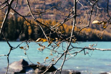 Autumn leaves and turquoise waters
