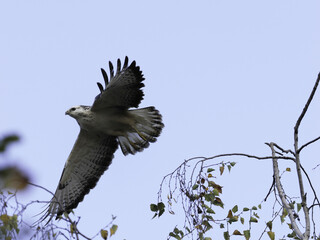 bird flying against blue sky