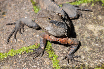 Male Australian Eastern Water Dragon