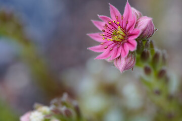 close-up of blooming cobweb houseleek (Sempervivum arachnoideum)
