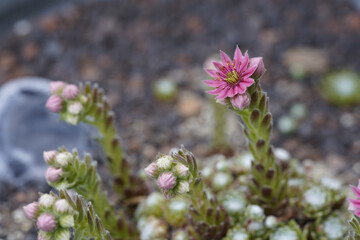 potted blooming cobweb houseleek (Sempervivum arachnoideum)
