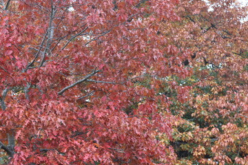 autumn leaves in the forest