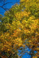 Fototapeta premium autumn leaves in a park