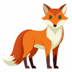 red fox isolated on white