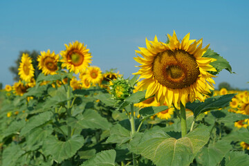 Obraz premium Worker bees on beautiful sunflowers in the field. Bees are very useful insects