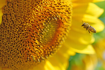 Beautiful sunflowers, close-up. Bees fly and land on sunflower