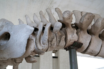 Big grey skeleton of big blue whale. Whale spine. Real whale bones. Balaenoptera