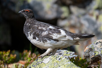 A rock ptarmigan in the Scandinavian fjell