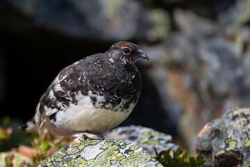 Obraz premium A rock ptarmigan in the Scandinavian fjell
