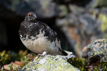 A rock ptarmigan in the Scandinavian fjell