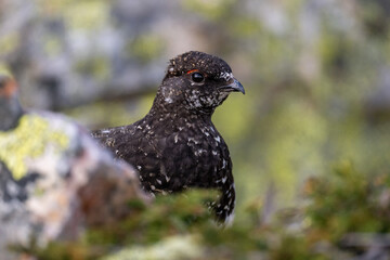 A rock ptarmigan in the Scandinavian fjell