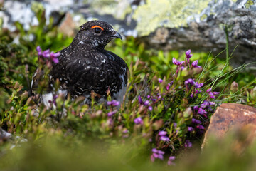 A rock ptarmigan in the Scandinavian fjell