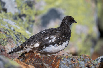 A rock ptarmigan in the Scandinavian fjell