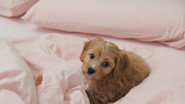 Cute puppy dog Cavapoo or Maltipoo is trying to fall asleep lying on the bed on pink sheets.