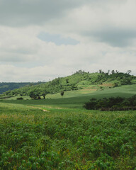 Paisaje verde horizontal