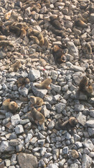 Sea lions on the Isla de Los Lobos - Tierra del Fuego