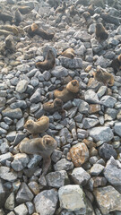 Sea lions on the Isla de Los Lobos - Tierra del Fuego