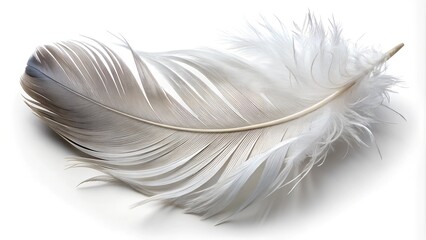 Obraz premium Delicate White Feather Isolated on White Background with Soft Details