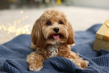 Cute Maltipoo dog on blanket in room decorated for Christmas