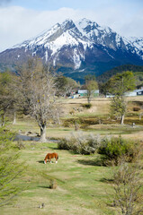 Horse and the mountain