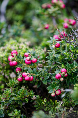 Gaultheria mucronata macro
